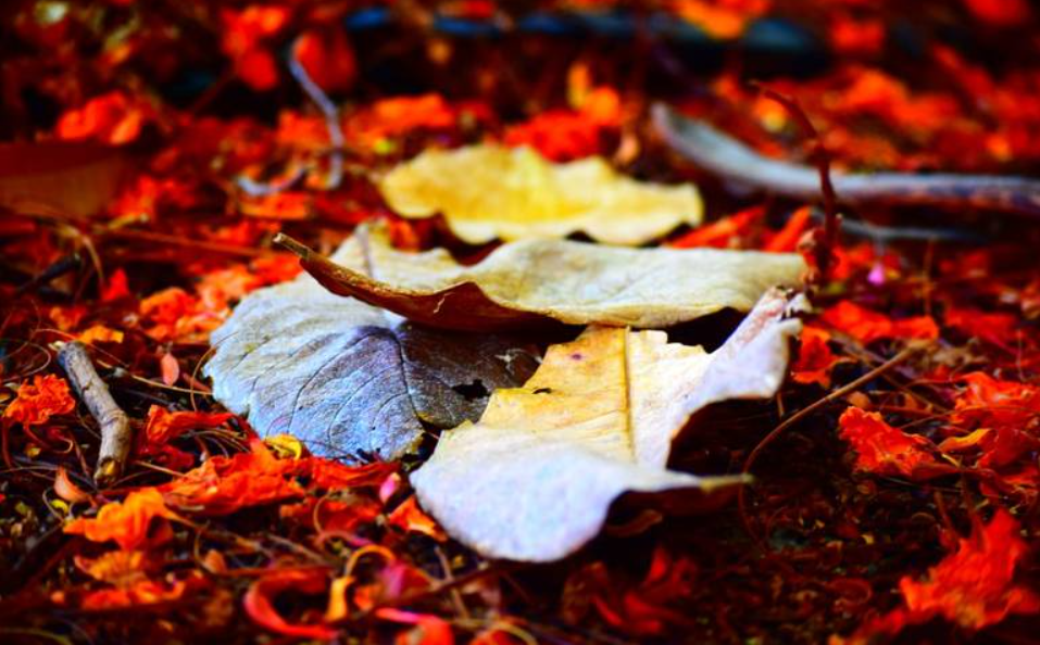 El otoño reverbera…